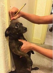 Chrisjoines1 Meme Template