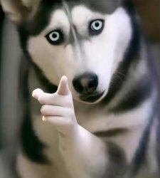 husky Meme Template