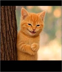 Cat Rubbing Hands Behind Tree Meme Template