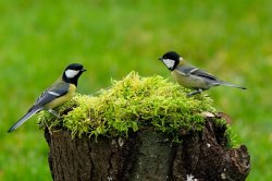 A pair pf tits Meme Template