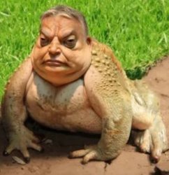 orban frog Meme Template