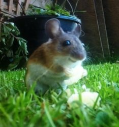 happy mouse Meme Template