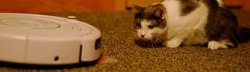 Cat scared of roomba Meme Template