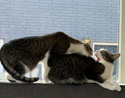 startled cat Meme Template