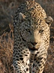 Leopard feeding time Meme Template