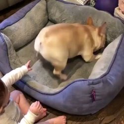 Dog Bed Toddler Finger Meme Template