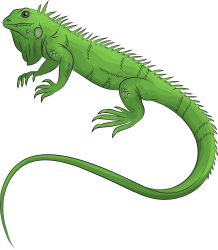Iguana Meme Template