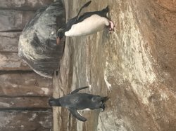 Penguin Meme Template