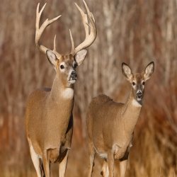 Chrisjoines1 Meme Template