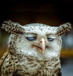 Stoned Owl Meme Template