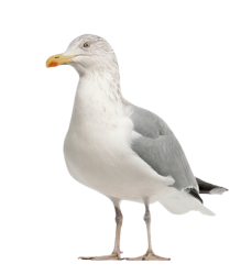 Seagull Standing Meme Template