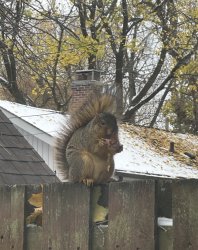 squirrel Meme Template