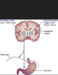 Emetic center of the brain Meme Template