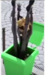 Trash Noir Meme Template