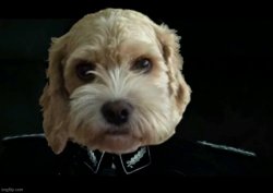 Ivy thinks you're hiding treats under the floorboards Meme Template