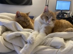 Crazy Cat Meme Template