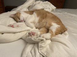 Peanut Meme Template