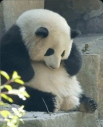 sad panda Meme Template