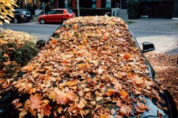 Car Fall Leaves Meme Template