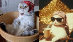 rich cat poor cat Meme Template