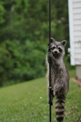 Raccon on a pole Meme Template