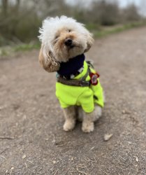 Florence Meme Template
