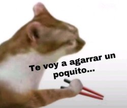 te voy a agarrar un poquito gato Meme Template