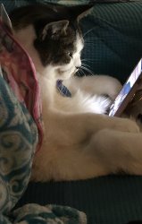 Birdie Meme Template