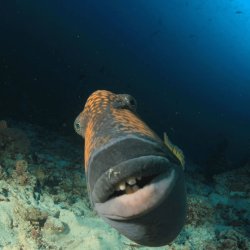 Unsociable Fish with Teeth Meme Template