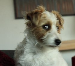 Side Eye Dog Meme Template