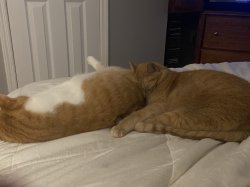 Sleepy cats Meme Template