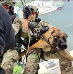 Dog chopper freekout Angrycop Meme Template