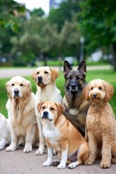 No Kings for K-9s Protest Dogs in a row park Meme Template