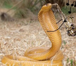 Asher 1234 Meme Template