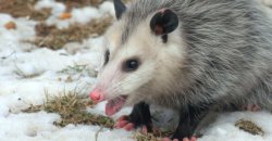 squeaky possum Meme Template