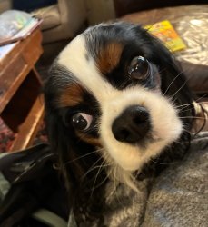 Big eyes puppy Meme Template