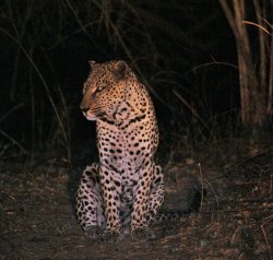 The leopard (Panthera pardus) i Meme Template