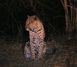 The leopard (Panthera pardus) Meme Template