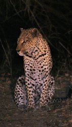 The leopard (Panthera pardus) Meme Template