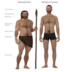 Neanderthal vs Sapien Meme Template