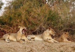 Panthera leo Meme Template