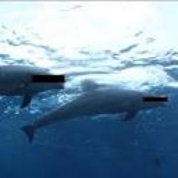 SCP-CurrentYear Meme Template