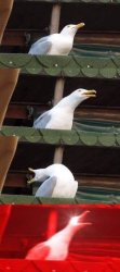 bird yelling Meme Template