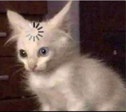 Confused cat Meme Template