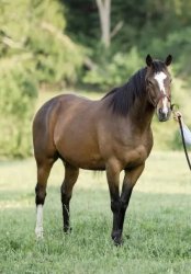 Horse bubba Meme Template