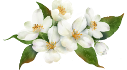 jasmine flowers accessory Meme Template