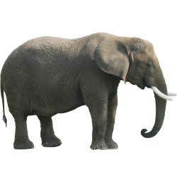 Elephant png Meme Template