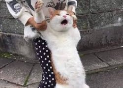 gato si ya saben como soy Meme Template