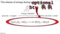 optional btw Meme Template