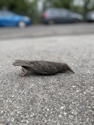 Planking bird Meme Template